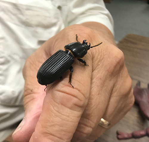 John with a beetle on his hand