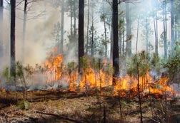 Prescribed Burns